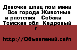 Девочка шпиц пом мини - Все города Животные и растения » Собаки   . Томская обл.,Кедровый г.